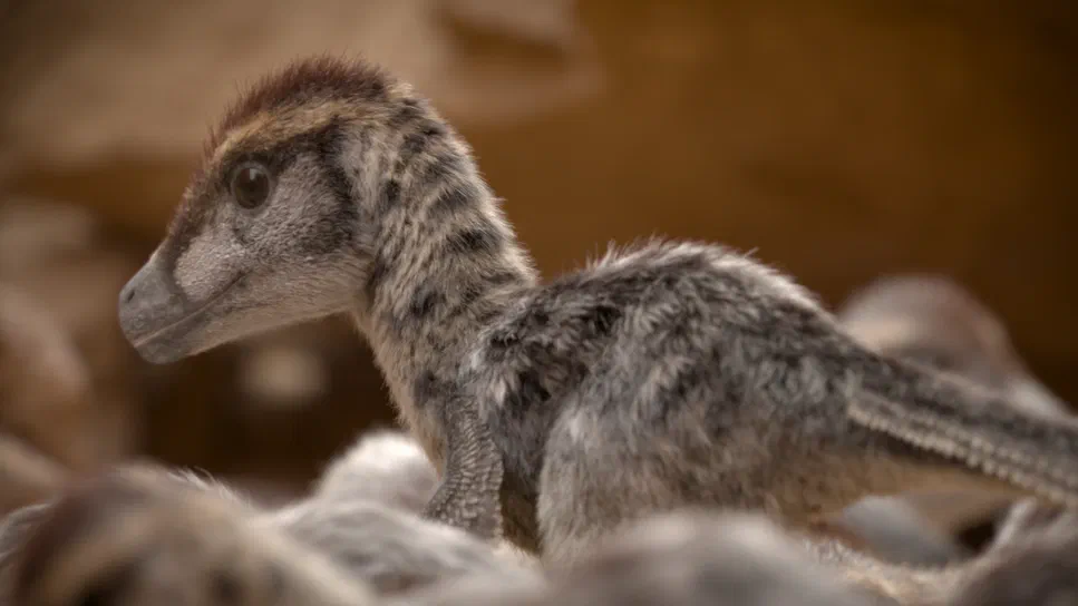 Un bébé Velociraptor à la fourrure grise et marron, regardant vers la gauche dans un environnement flou.