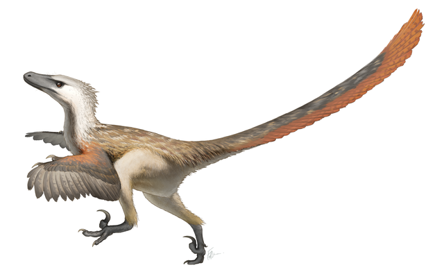 Représentation moderne d&rsquo;un Velociraptor, avec plumes.